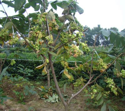 On September 11, 2015, experts from the Provincial Academy of Forestry tested production on site